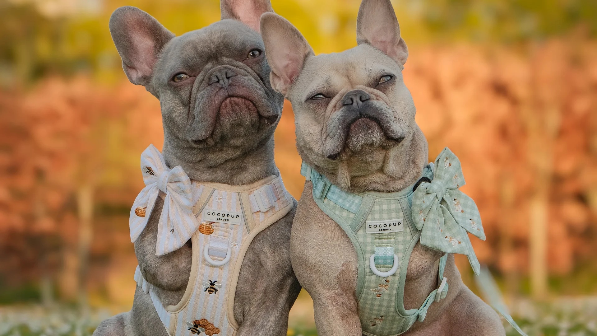 Style for Every Wag